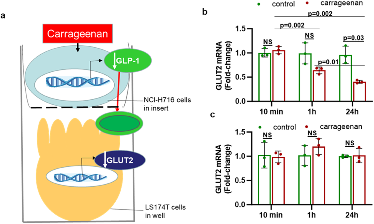 carrageenan and glp 1 Common food additive carrageenan inhibits proglucagon expression and GLP-1  secretion by human enteroendocrine L-cells