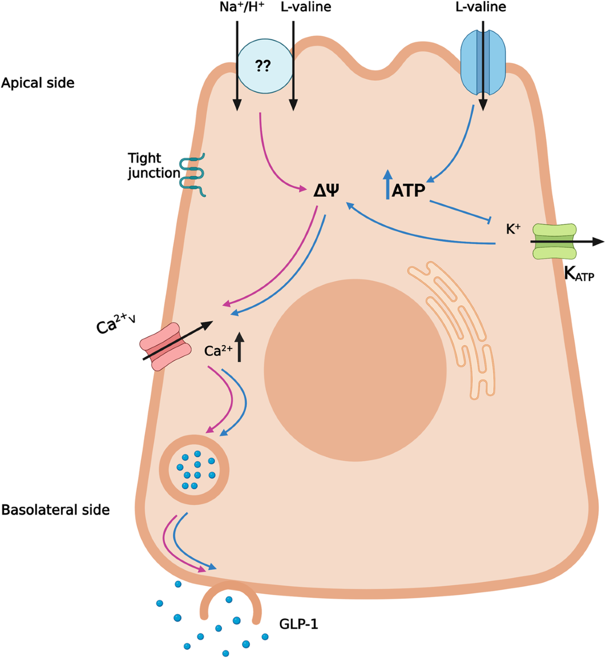l-valine is a powerful stimulator of GLP-1 secretion in rodents and  stimulates secretion through ATP-sensitive potassium channels and  voltage-gated calcium channels