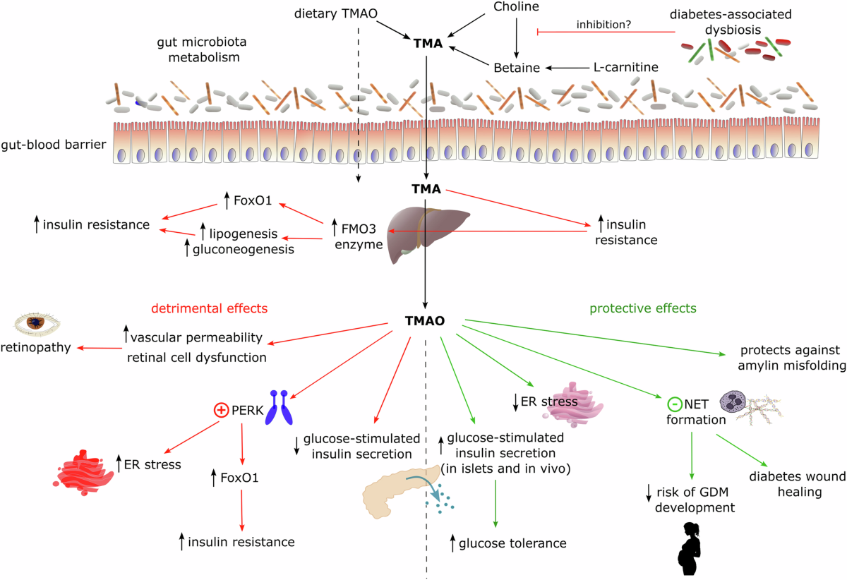 TMAO and diabetes: from the gut feeling to the heart of the problem |  Nutrition & Diabetes