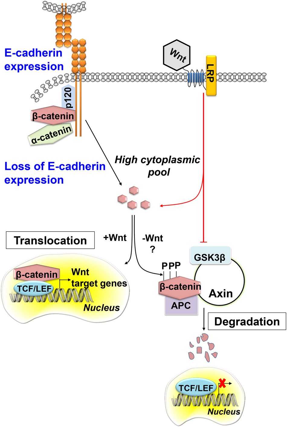 alteration in e-cadherin beta-catenin expression in canine melanotic tumors E-cadherin and -catenin interactions