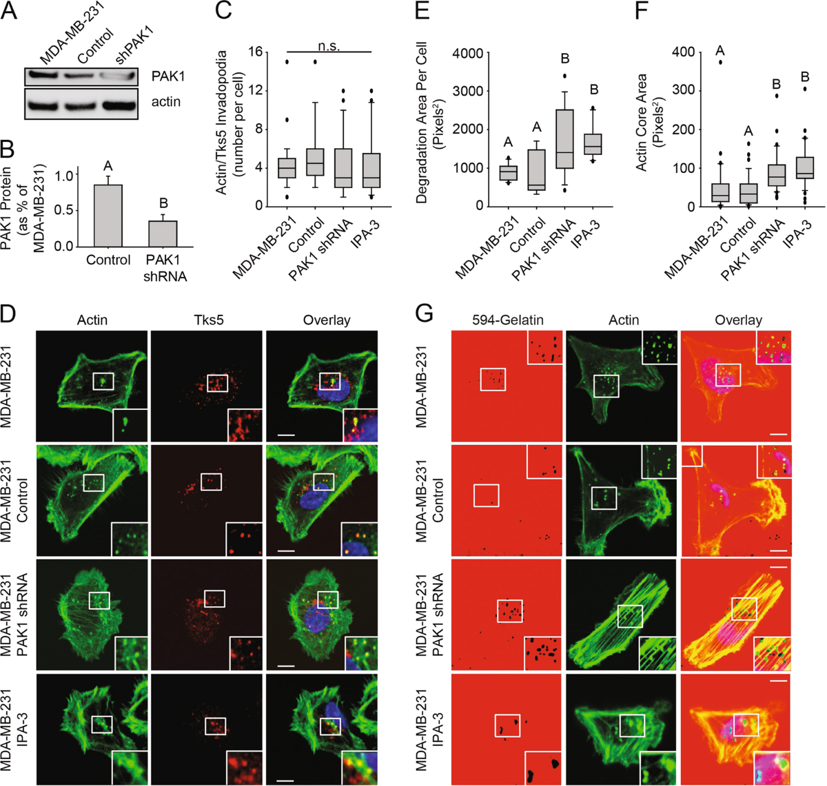 Invadopodia are chemosensing protrusions that guide cancer cell  extravasation to promote brain tropism in metastasis | Oncogene