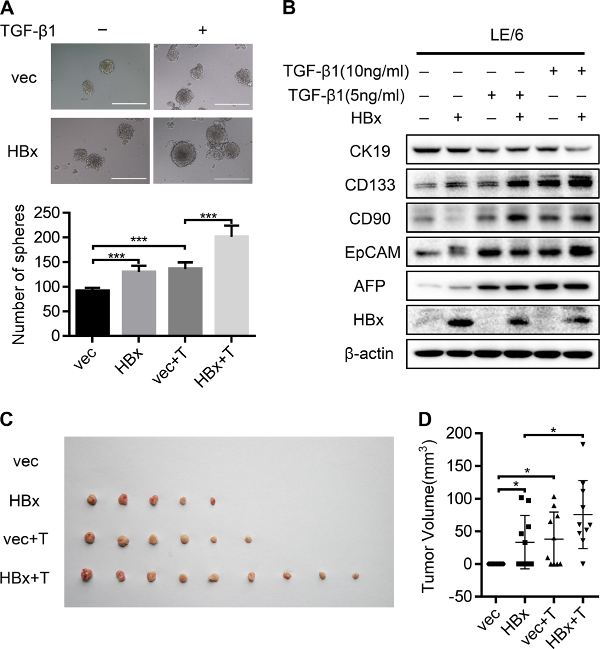 TGF-β1 accelerates the hepatitis B virus X-induced malignant transformation  of hepatic progenitor cells by upregulating miR-199a-3p | Oncogene