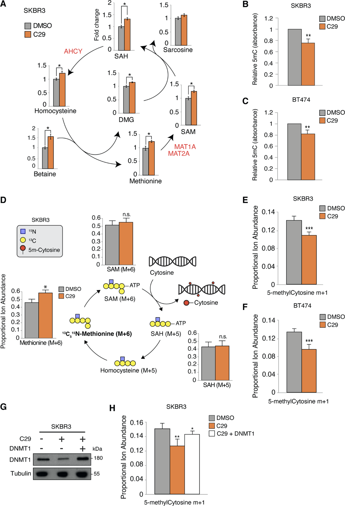 Inhibition of DNMT1 and ERRα crosstalk suppresses breast cancer via  derepression of IRF4 | Oncogene