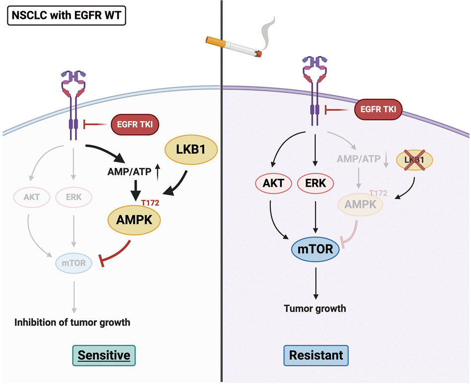 Cigarette smoke-induced LKB1/AMPK pathway deficiency reduces EGFR TKI  sensitivity in NSCLC