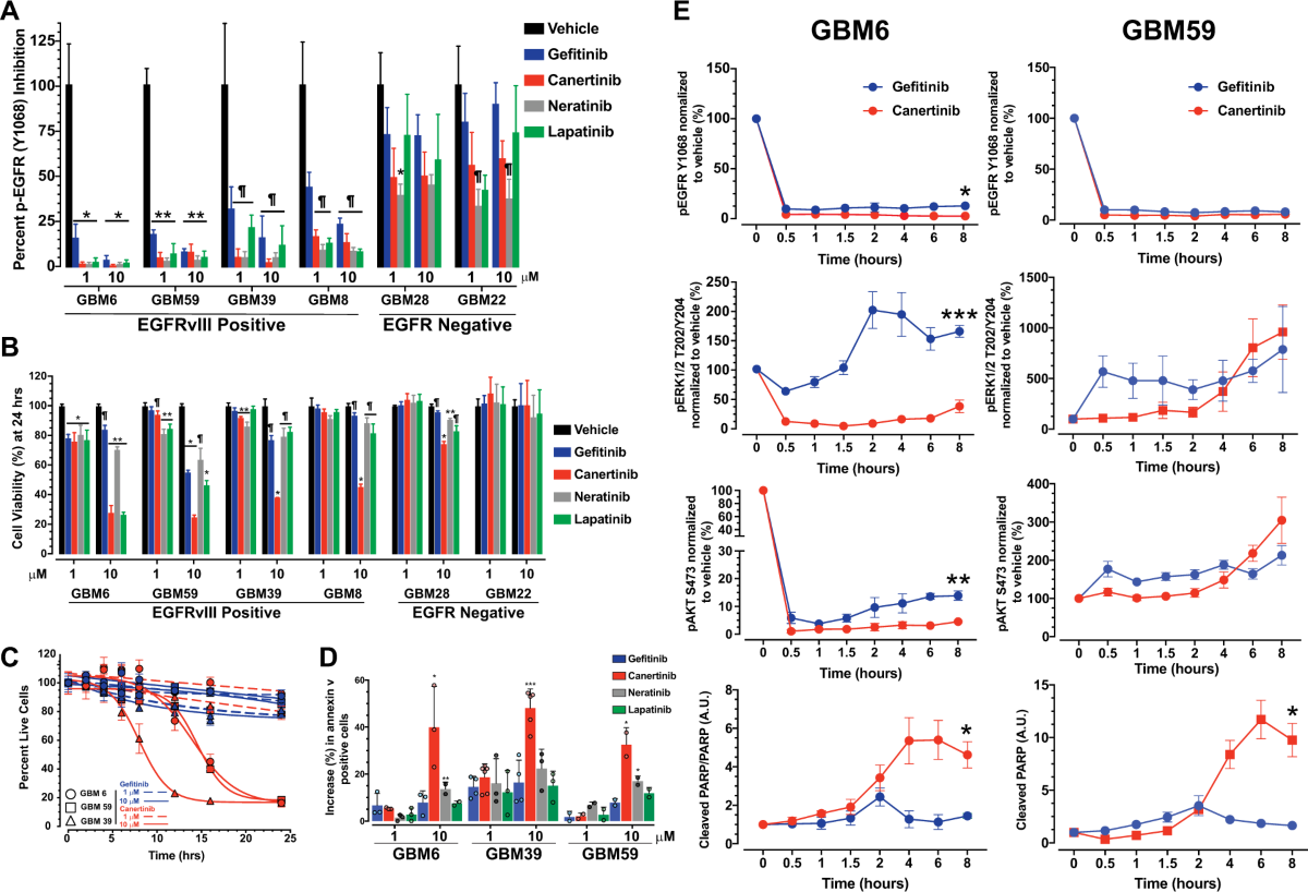 EGFRvIII tumorigenicity requires PDGFRA co-signaling and reveals  therapeutic vulnerabilities in glioblastoma | Oncogene