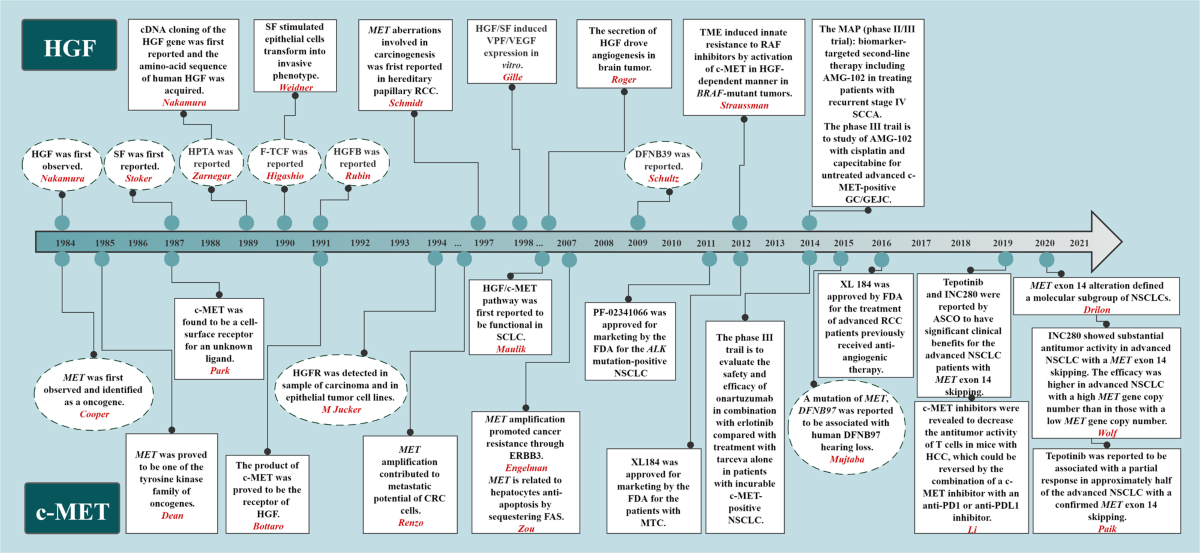 dihexa hgf c-met agonist Therapeutic targeting of HGF/c-Met pathway. c-Met pathway inhibition