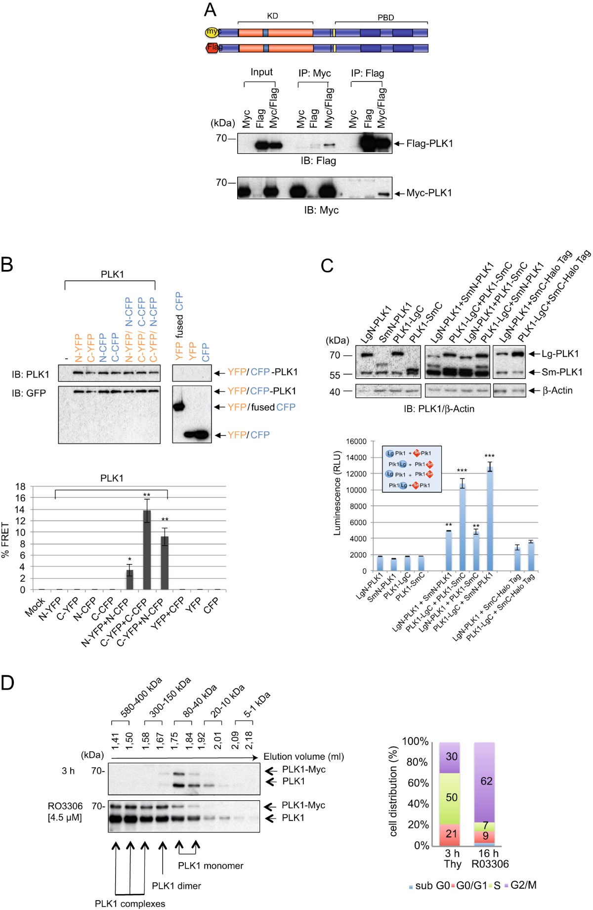 A dimerization-dependent mechanism regulates enzymatic activation 