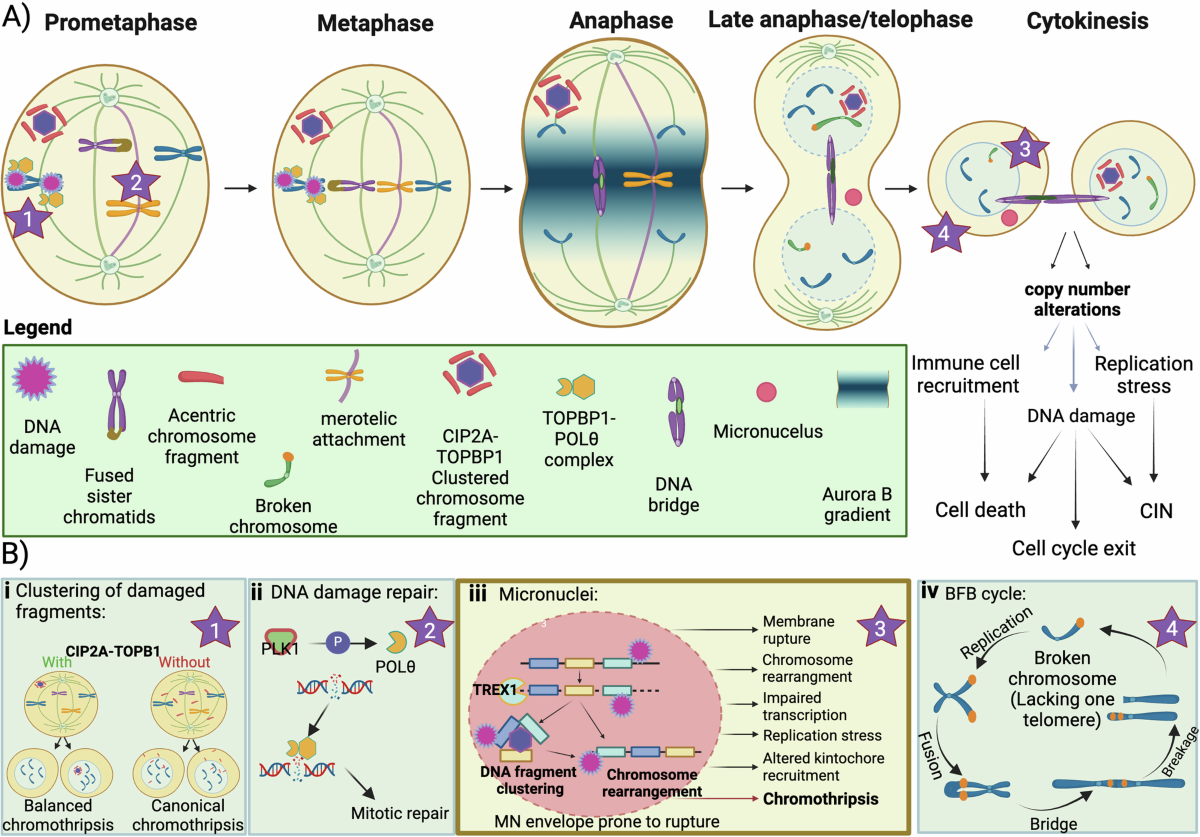 Recent insights into the causes and consequences of chromosome  mis-segregation | Oncogene