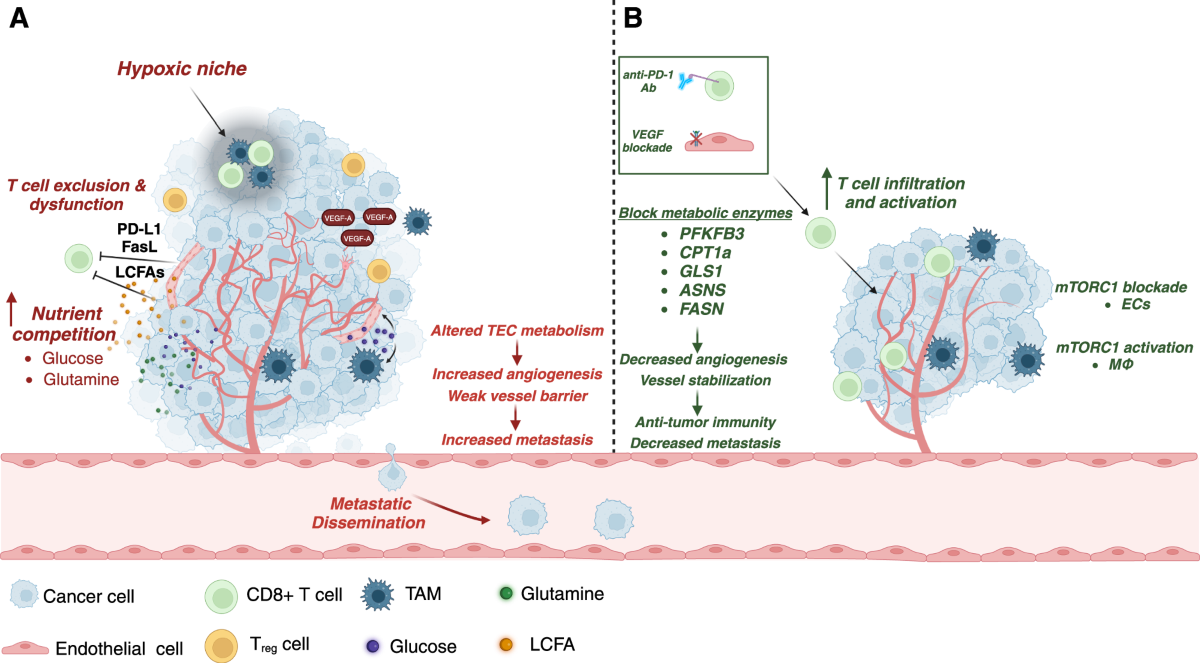 glutathione tumors endothelial cells The influence of endothelial metabolic reprogramming on the tumor  microenvironment