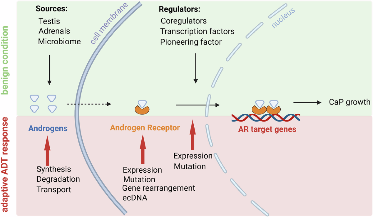 l carnitine and androgen receptors Evolving roles for the androgen receptor and its protein interactome in  castration-resistant prostate cancer