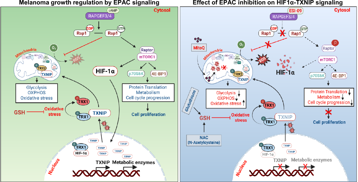 rna glutathione The Role of Non-Coding RNAs in the Neuroprotective Effects of Thioredoxin interacting protein (TXNIP), a