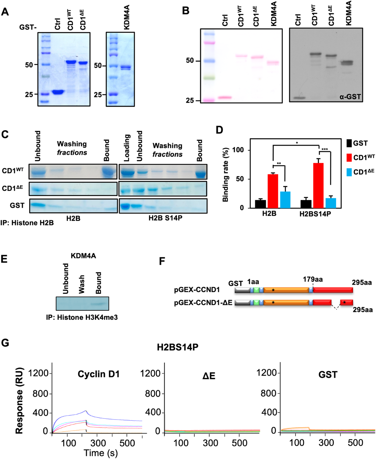 a-cyclin-d1-intrinsically-disordered-domain-accesses-modified-histone-motifs-to-govern-gene-transcription-oncogenesis