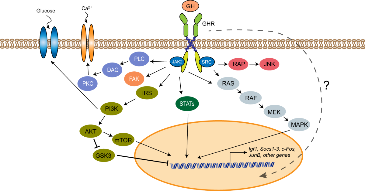 Targeting growth hormone function: strategies and therapeutic applications  | Signal Transduction and Targeted Therapy