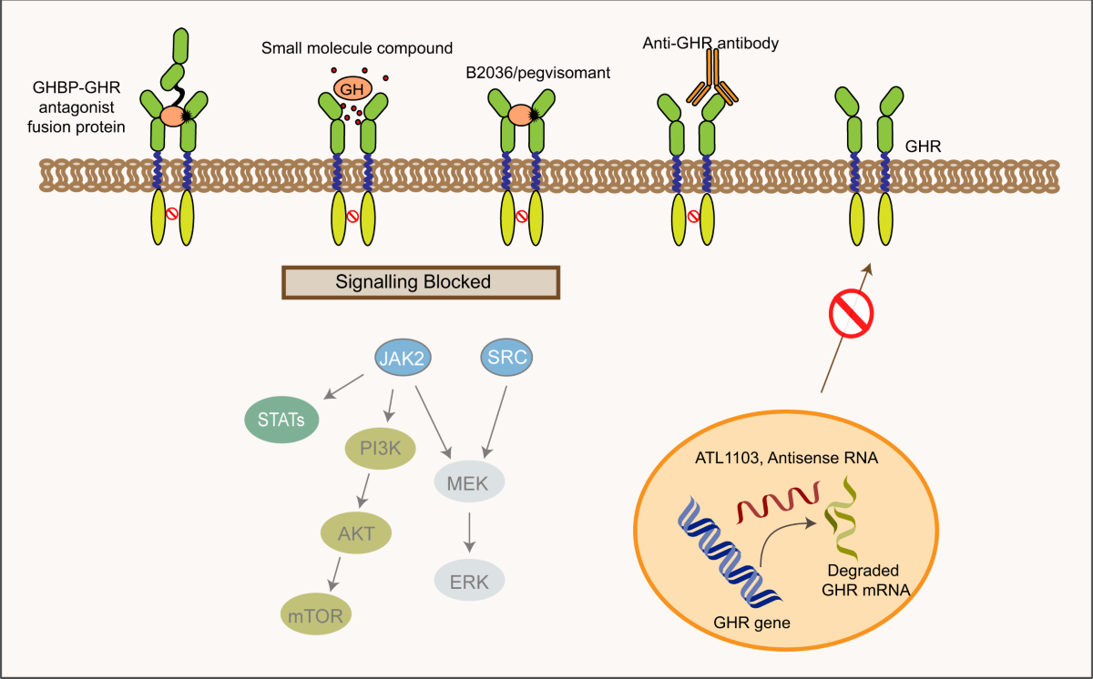 ipamorelin mechanism of action growth hormone secretagogue Targeting growth hormone function: strategies and therapeutic applications
