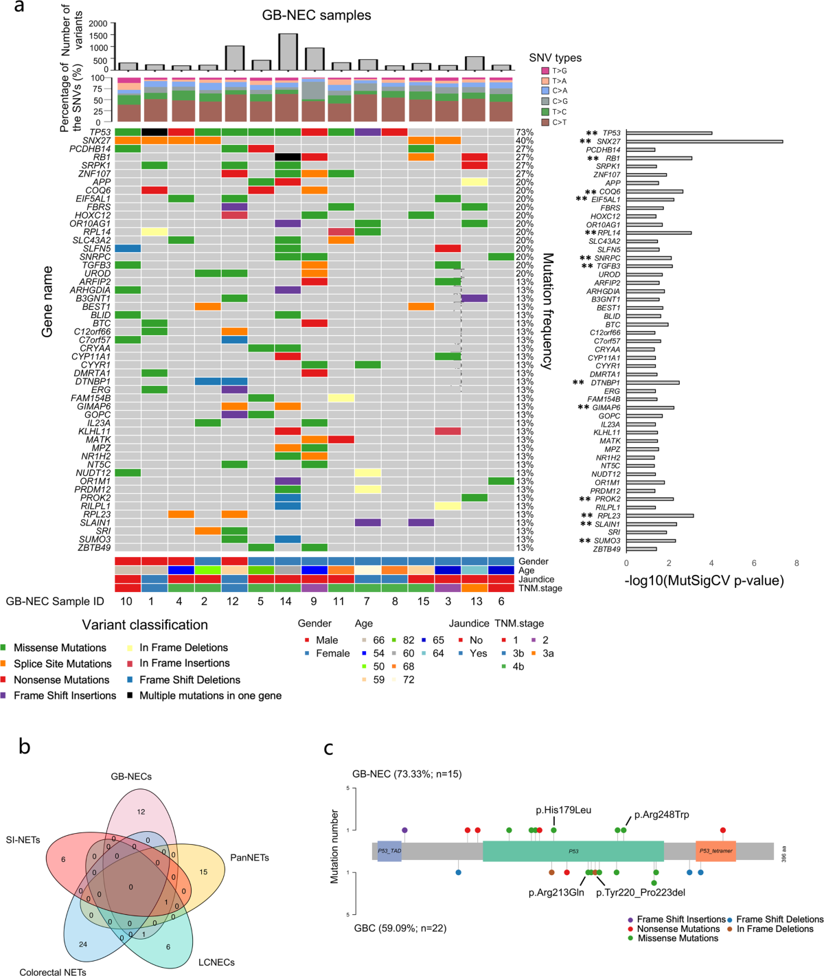 Whole-exome mutational landscape of neuroendocrine carcinomas of the  gallbladder | Signal Transduction and Targeted Therapy
