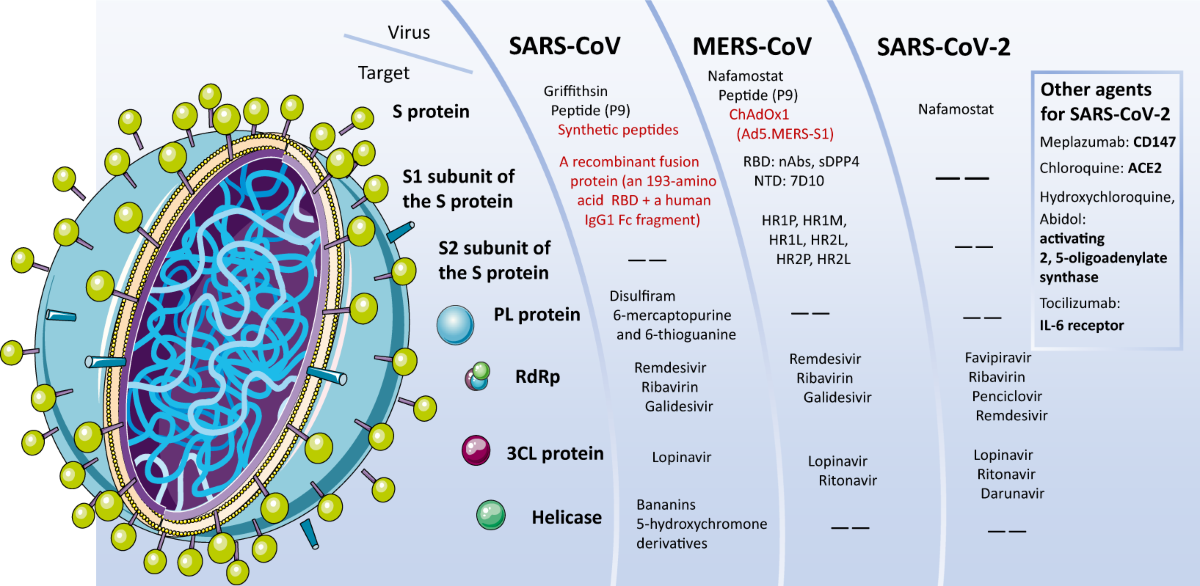 Overview of lethal human coronaviruses | Signal Transduction and ...