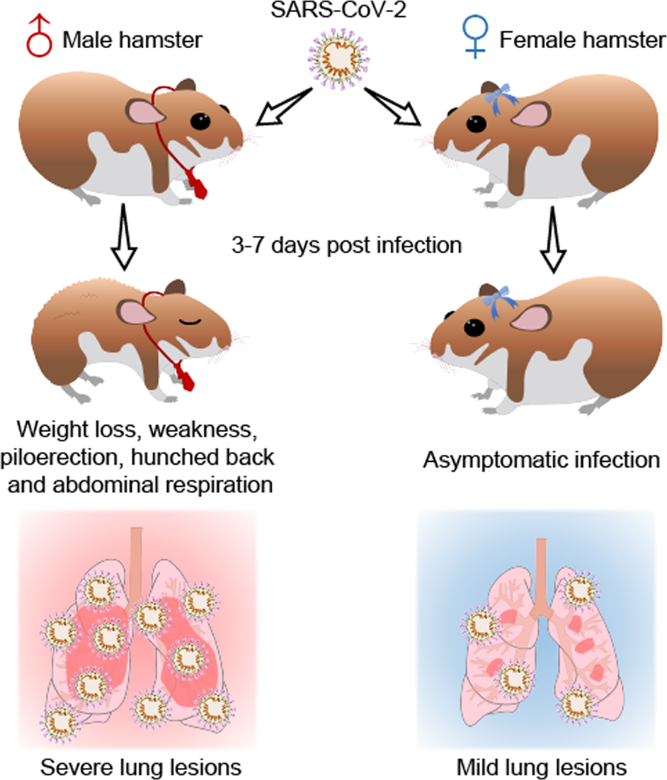 Gender associates with both susceptibility to infection and pathogenesis of  SARS-CoV-2 in Syrian hamster | Signal Transduction and Targeted Therapy