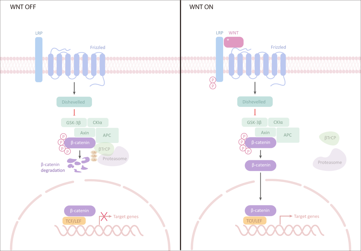 glutathione and nac together The Super Antioxidants: Glutathione And NAC • OC Integrative Medicine glutathione and nac together The Super Antioxidants: Glutathione And NAC • OC Integrative Medicine
