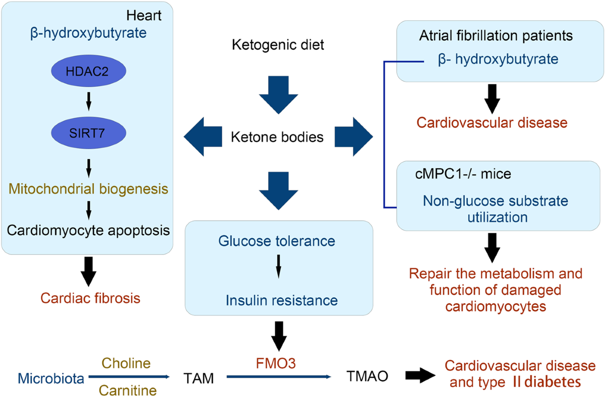 l carnitine ketogenic diet L-Carnitine 3000mg per dose | Zenement main image 0