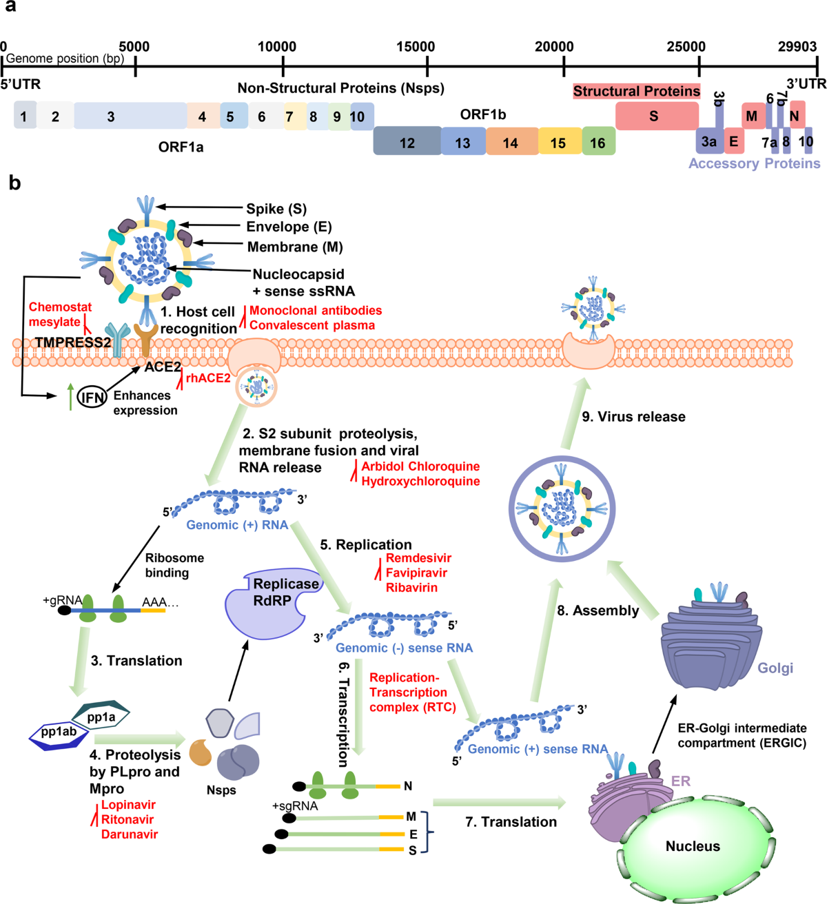structural-biology-of-sars-cov-2-open-the-door-for-novel-therapies-signal-transduction-and-targeted-therapy