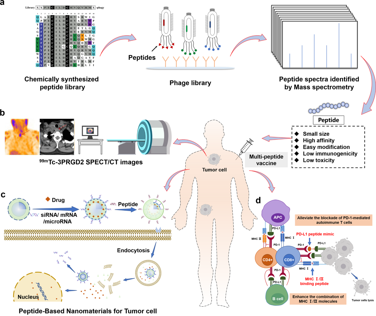 The Future of Peptide Therapy: Revolutionizing Medicine
