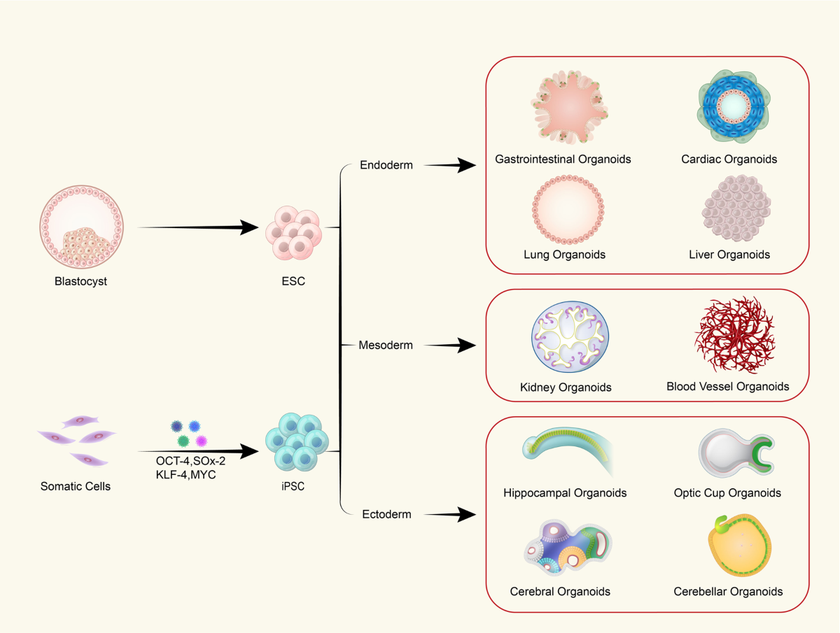 Human organoids in basic research and clinical applications