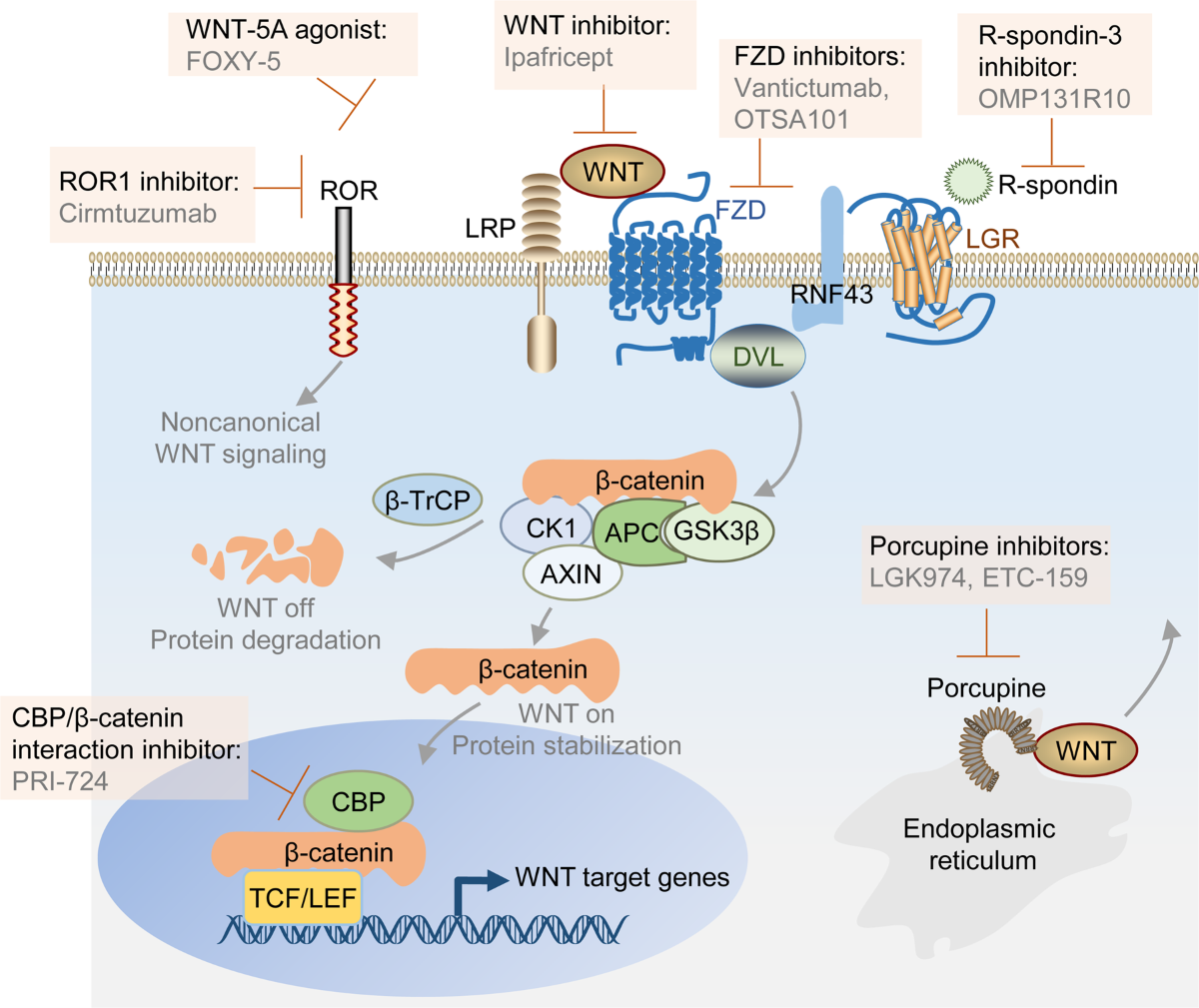 semaglutide and prostate cancer Targeting signaling pathways in prostate cancer: mechanisms and clinical  trials
