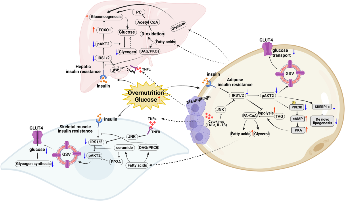 liposomal glutathione bioavailability randomized trial Cymbiotika - Citrus Vanilla Liposomal Glutathione liposomal glutathione bioavailability randomized trial Cymbiotika - Citrus Vanilla Liposomal Glutathione