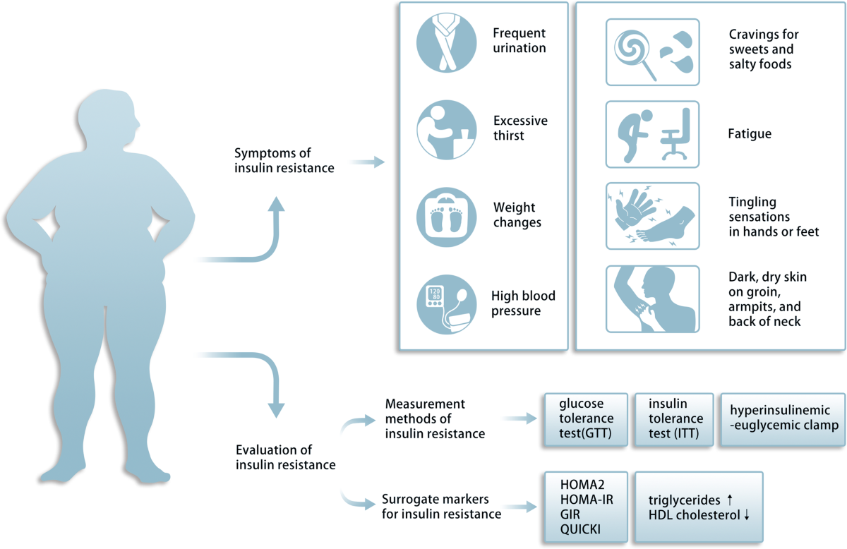 Trends in insulin resistance: insights into mechanisms and therapeutic  strategy | Signal Transduction and Targeted Therapy