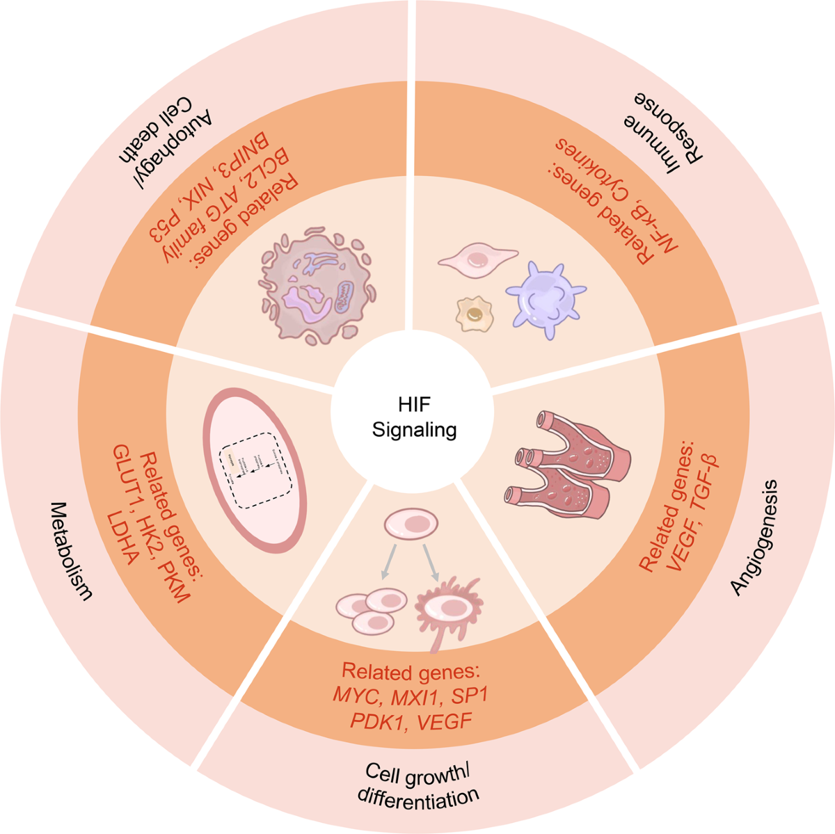 Hypoxia signaling in human health and diseases: implications and prospects  for therapeutics | Signal Transduction and Targeted Therapy