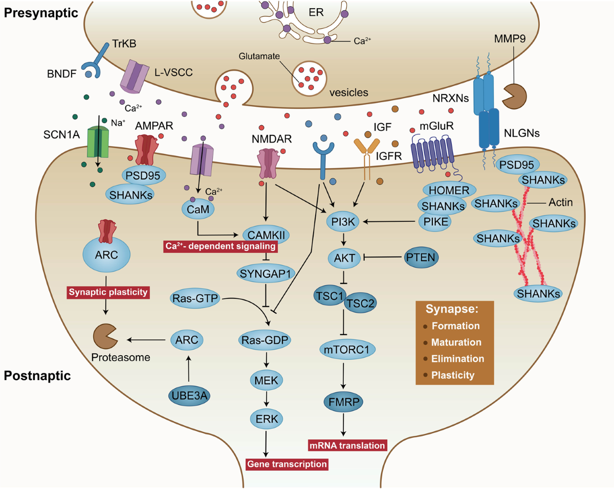 Signalling pathways in autism spectrum disorder: mechanisms and therapeutic  implications