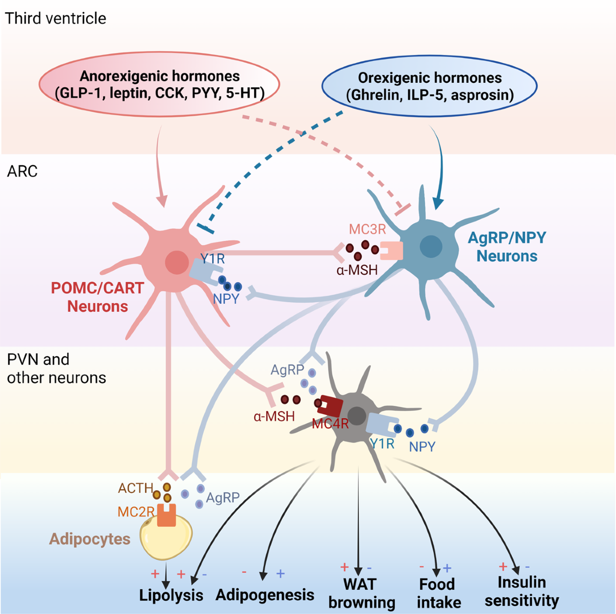 leptin and glp 1 Signaling pathways in obesity: mechanisms and therapeutic interventions