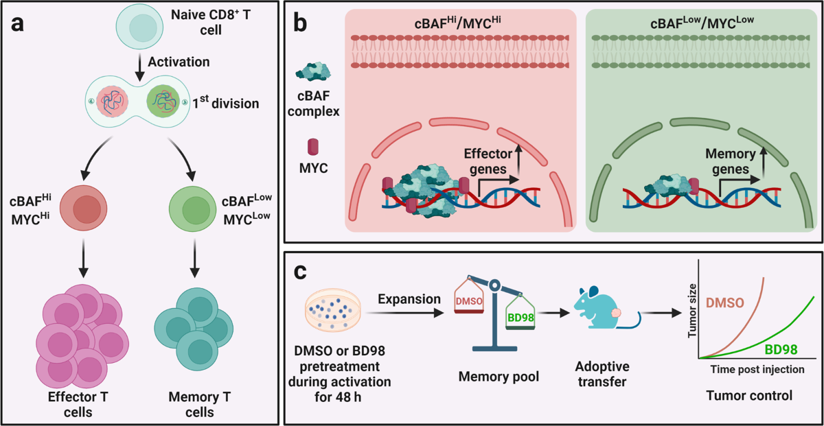 cBAF and MYC: decision makers for T cell memory differentiation 