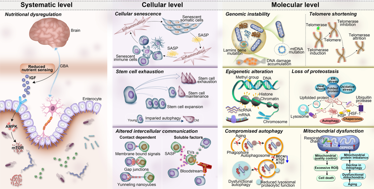 Aging and aging-related diseases: from molecular mechanisms to 