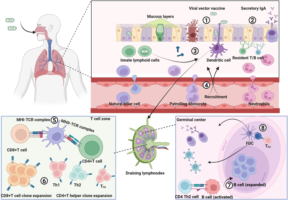 Viral vectored vaccines: design, development, preventive and therapeutic  applications in human diseases | Signal Transduction and Targeted Therapy