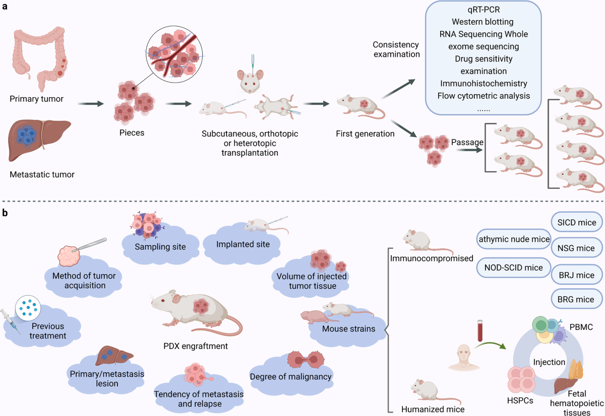 Patient-derived xenograft models in cancer therapy: technologies and  applications | Signal Transduction and Targeted Therapy