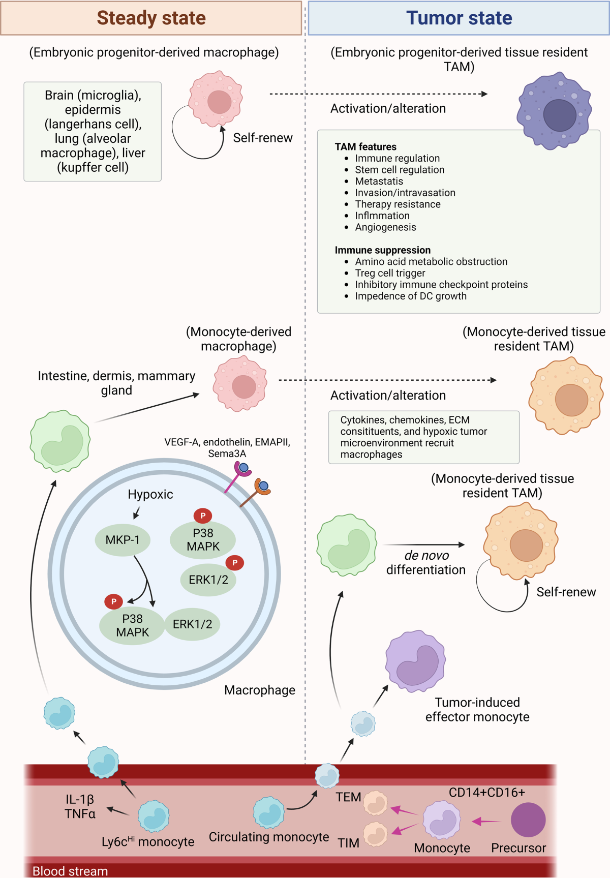 foxo4 dri clinical trial nct Frontiers