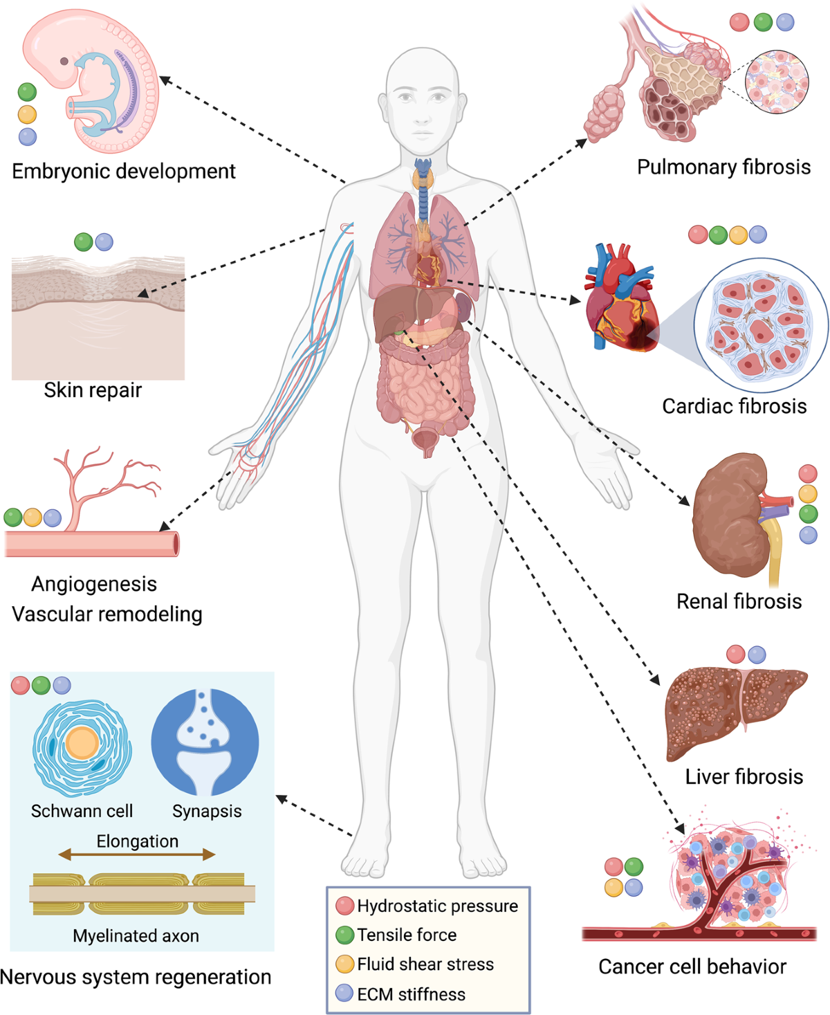 Cellular mechanotransduction in health and diseases: from molecular  mechanism to therapeutic targets