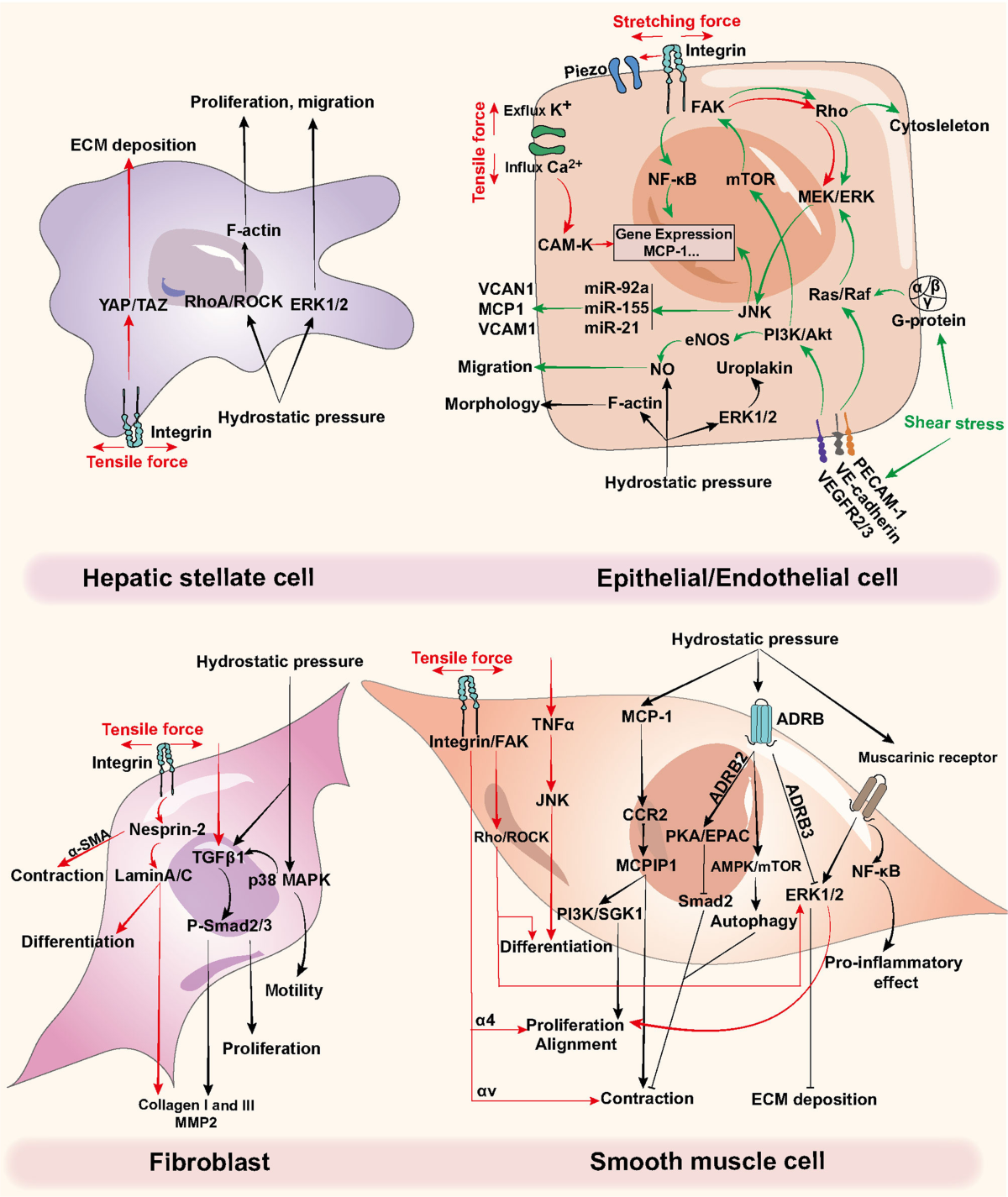 Cellular mechanotransduction in health and diseases: from molecular  mechanism to therapeutic targets | Signal Transduction and Targeted Therapy