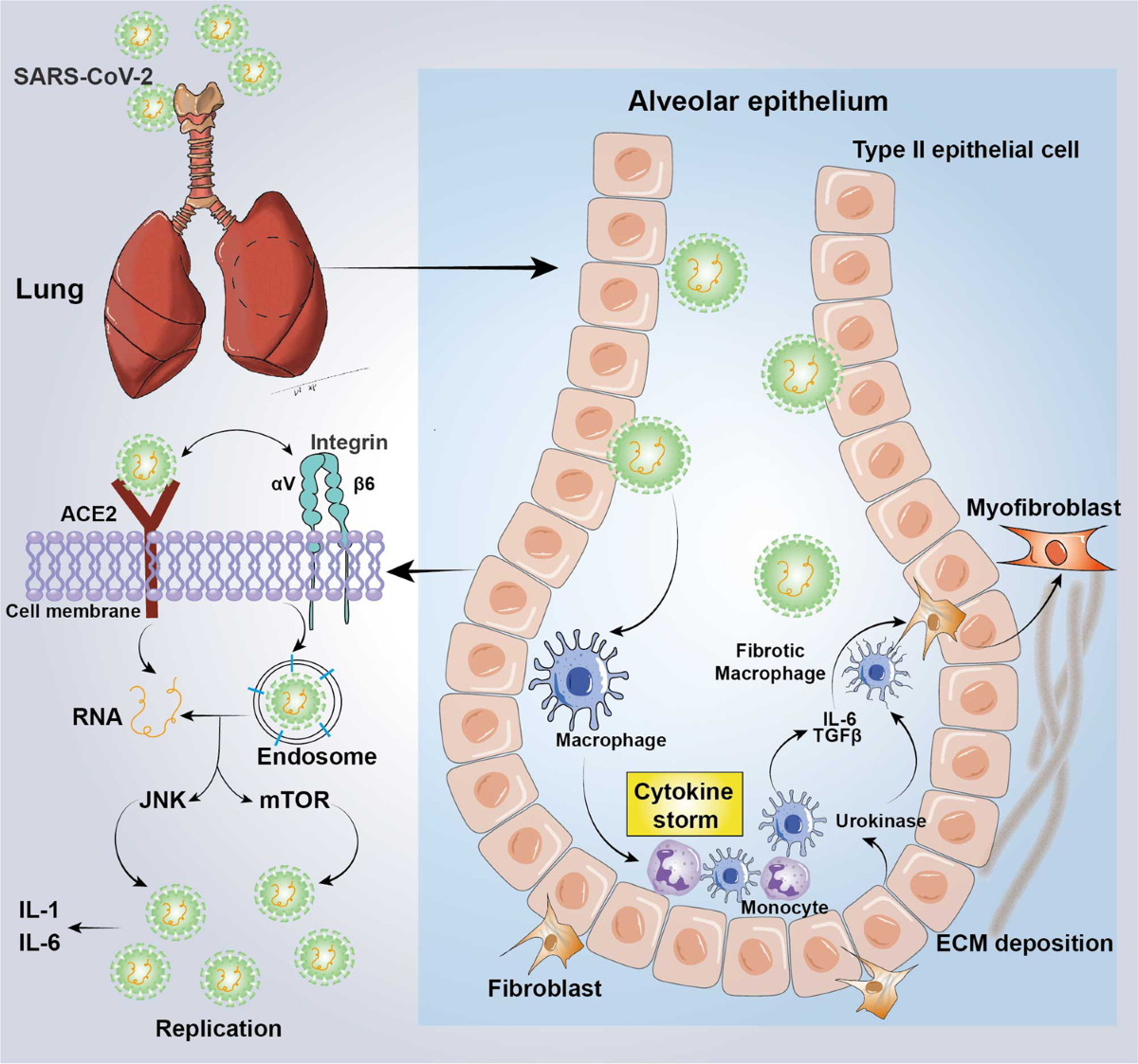 Cellular mechanotransduction in health and diseases: from molecular  mechanism to therapeutic targets | Signal Transduction and Targeted Therapy