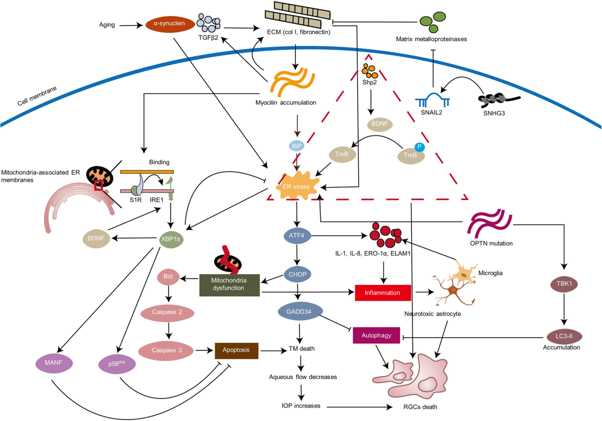 glutathione and body fat Dietary Nucleotides Enhance Neurogenesis, Cognitive Capacity, Muscle  Function, and Body Composition in Older Adults: A Randomized, Triple-Blind,  Controlled Clinical Trial