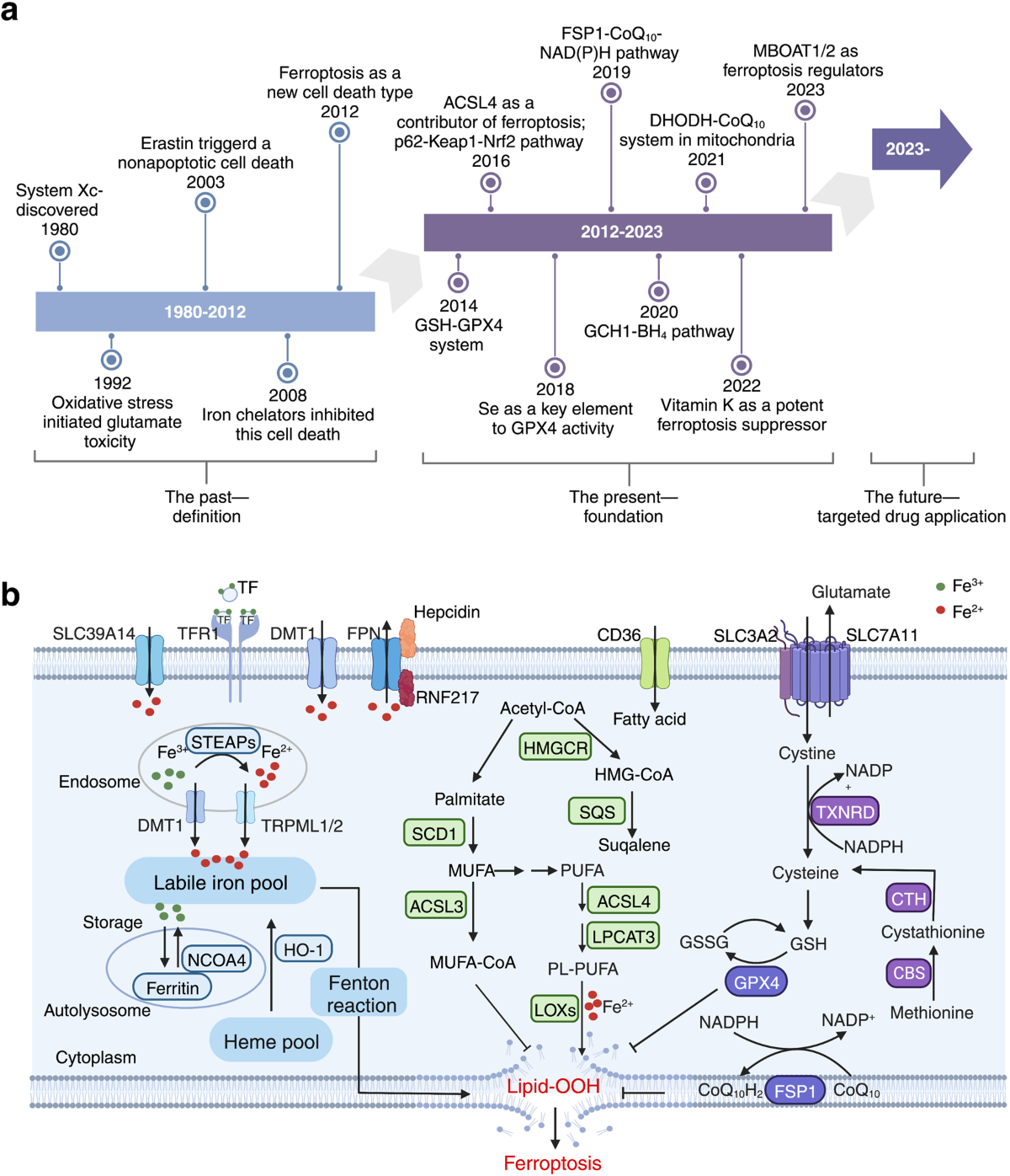 Targeting ferroptosis opens new avenues for the development of 