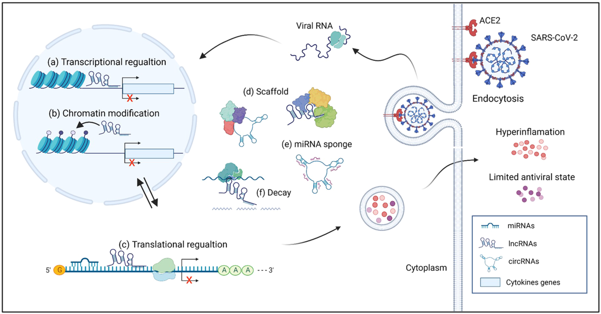 Is the COVID-19 virus pathogenic because it depletes specific host  microRNAs? - News