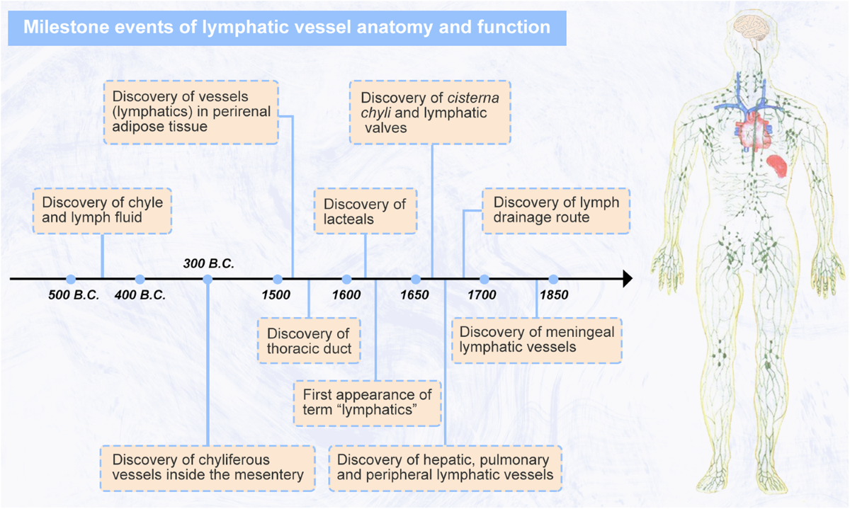 Lymphatic vessel: Origin, heterogeneity, biological functions and 