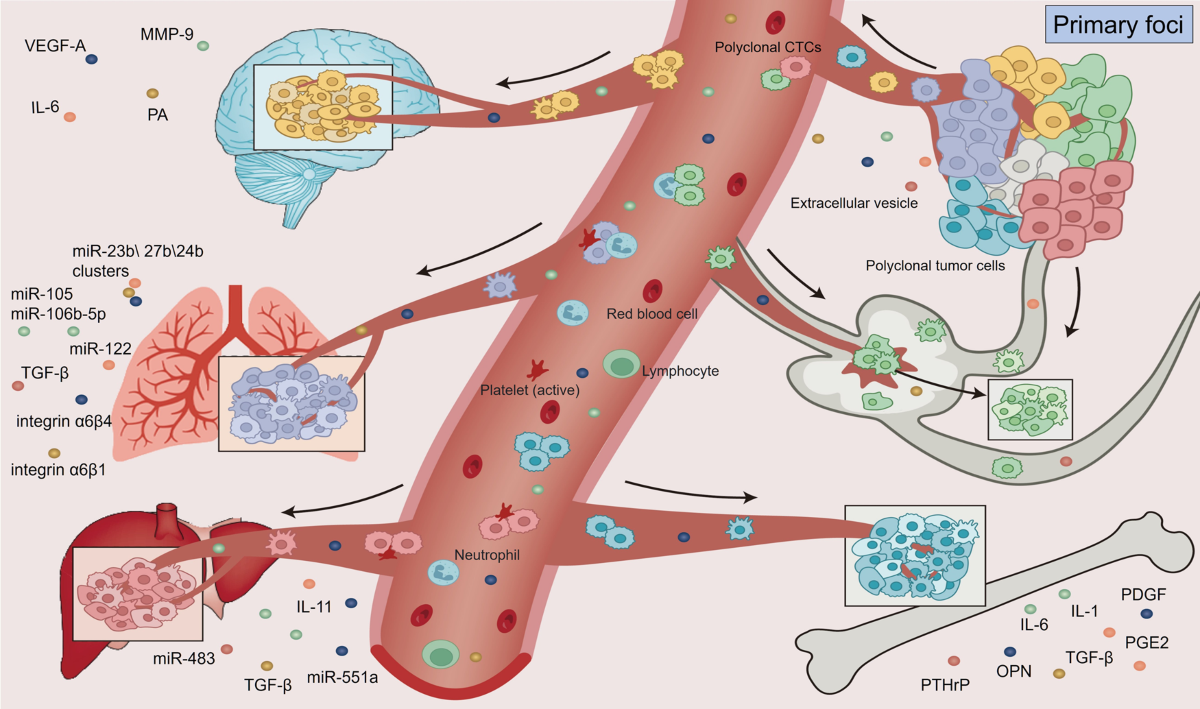 ghk-cu clinical trials dosage New insights into the correlations between circulating tumor cells and  target organ metastasis