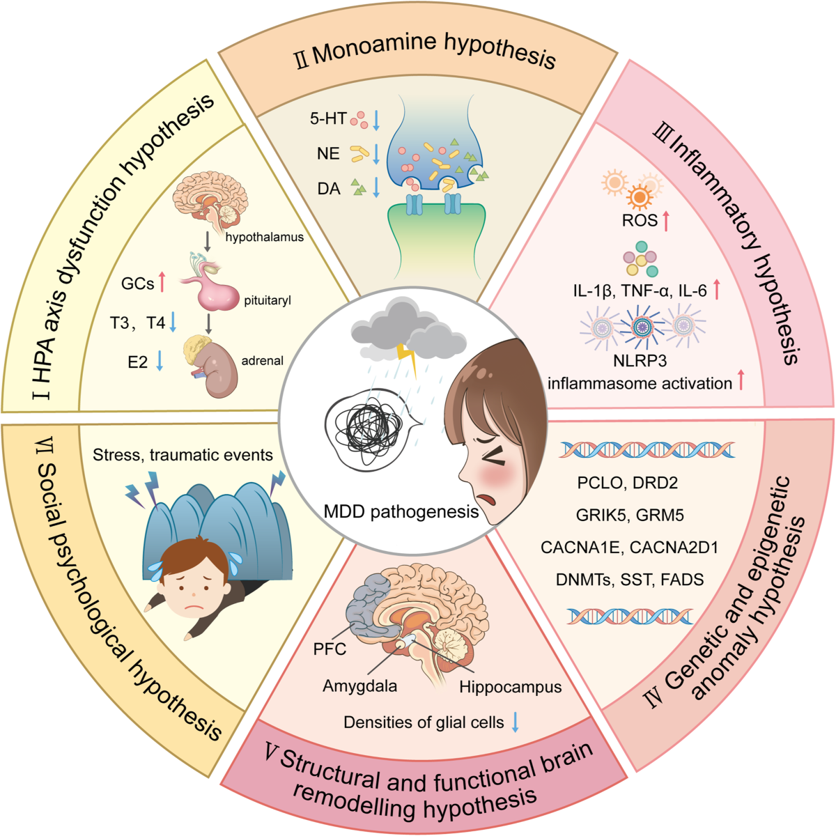 Major depressive disorder: hypothesis, mechanism, prevention and