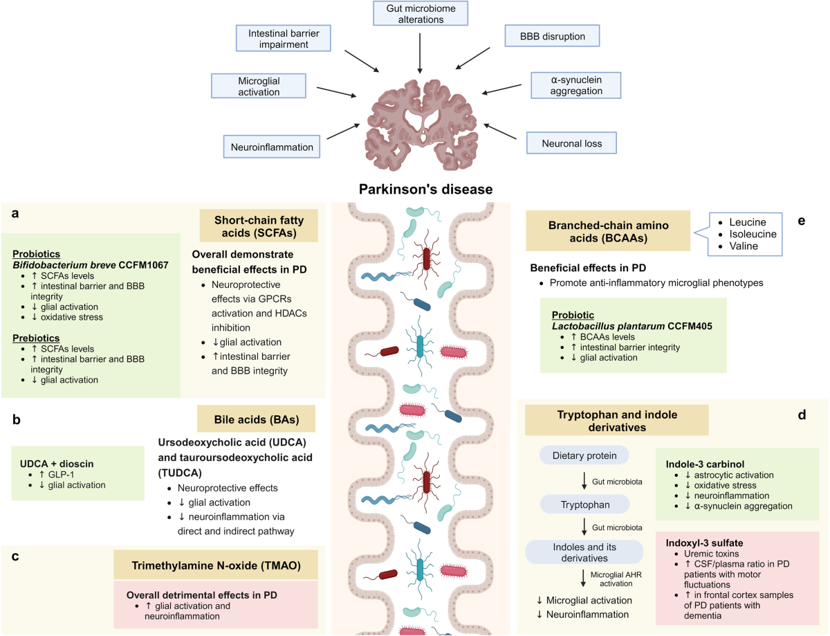 Microbiotagutbrain axis and its therapeutic applications in neurodegenerative diseases | Signal Transduction and Targeted Therapy Microbiotagutbrain axis and its therapeutic applications in neurodegenerative diseases | Signal Transduction and Targeted Therapy