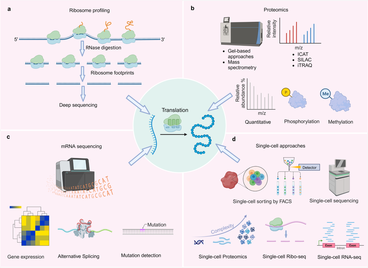 Protein translation: biological processes and therapeutic strategies for  human diseases | Signal Transduction and Targeted Therapy
