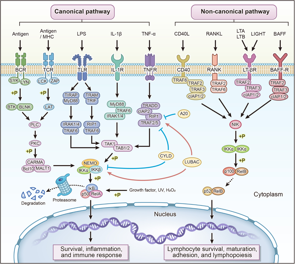 NF-B in biology and targeted therapy: new insights and translational  implications | Signal Transduction and Targeted Therapy