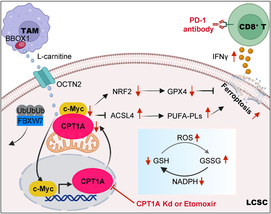 acetyl l carnitine for penis AcetylLcarnitine improves erectile function in bilateral cavernous nerve  injury rats via promoting cavernous nerve regeneration - Wang - 2022 -  Andrology